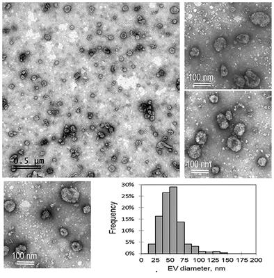 Protein Cargo of Extracellular Vesicles From Bovine Follicular Fluid and Analysis of Their Origin From Different Ovarian Cells